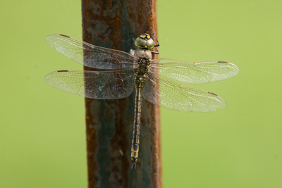 Hemianax papuensis